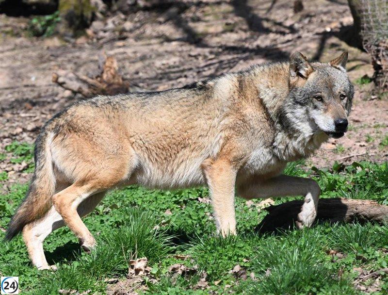 Trece regiones solicitan a la Comisión Europea una reunión por la falta de validación del informe sexenal sobre el lobo.