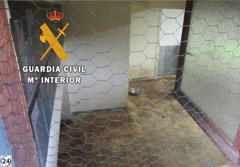 Cierra un refugio de mascotas en Cuenca de Pamplona por falta de licencia.