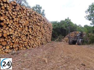 Guía de Salud Laboral busca prevenir accidentes en el sector forestal