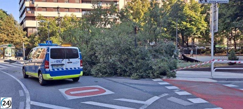 Árbol de gran tamaño cae en paseo de Sarasate sin causar daños personales