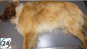 Hombre bajo investigación en Urbasa por matar brutalmente a un perro mediante golpizas