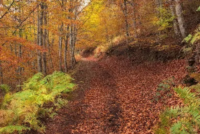 Los mejores planes para disfrutar del otoño en Navarra