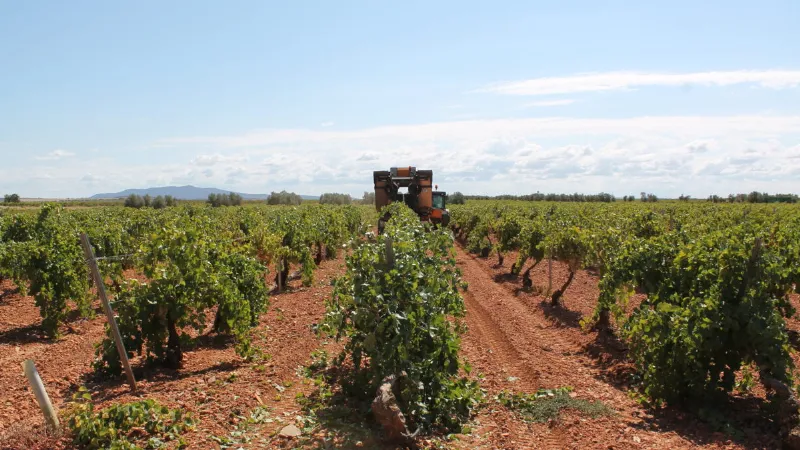 Conversación con un productor de vino navarro sobre la cosecha de este año