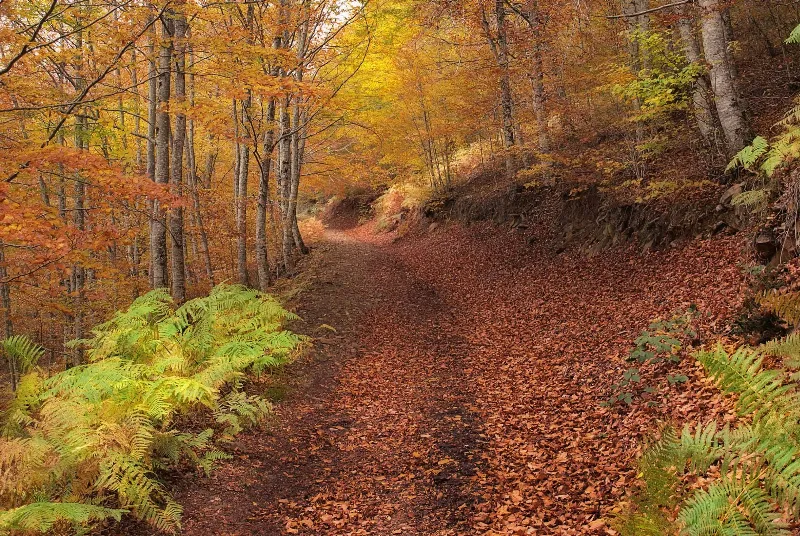 Los mejores planes para disfrutar del otoño en Navarra