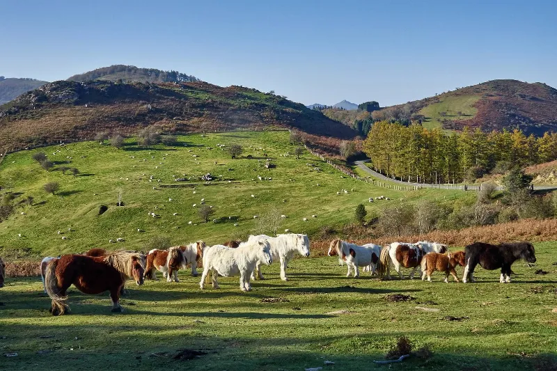 Navarra cuenta con algunas de las mejores rutas de senderismo para disfrutar del aire libre y cuidar tu salud